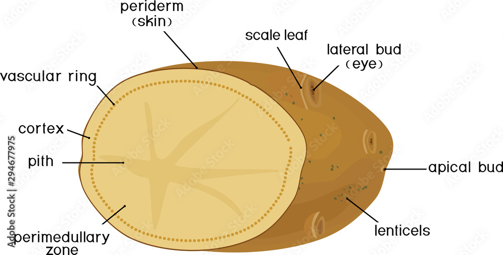Parts of plant. Morphology and anatomy of potato tuber. Structure in ...