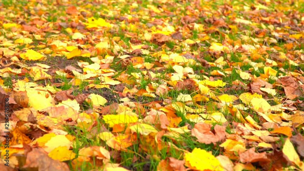 City park in autumn time, sunlight, autumn colors in city City park in autumn time, sunlight, autumn colors in city