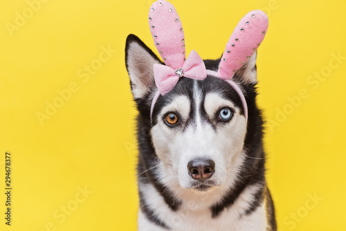 Funny dog husky with rose bunny ears