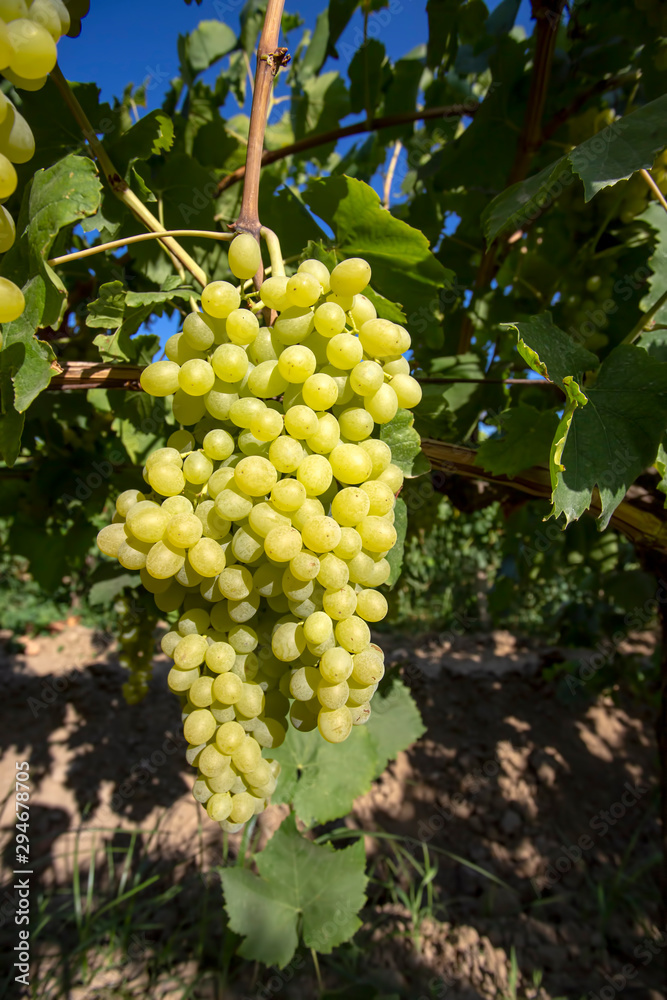 Grapes In The Grape Vineyard