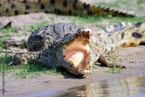 Tablou Canvas Nile crocodile gaping  with its mouth wide open