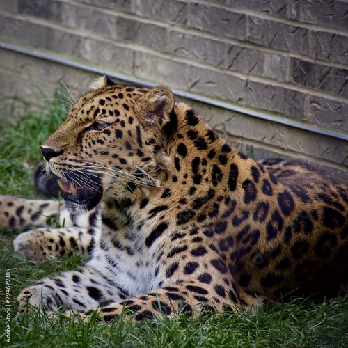 AMUR LEOPARD or PANTHERA PARDUS ORIENTALIS laying against a brick wall in the grass on a sunny day. Spotted cat resting and breathing heavily. Full body profile and portrait