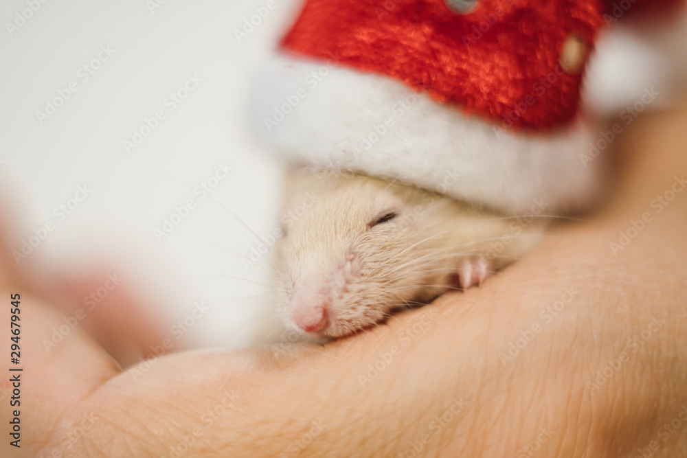 Little cute rat or mouse introvert, Christmas concept 2020 year, gold rat with Santa Claus hat with copy space Little cute rat or mouse introvert, Christmas concept 2020 year, gold rat with Santa Claus hat with copy space
