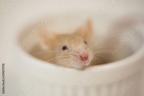 Little cute rat or mouse, Christmas concept 2020 year, gold rat in small white cup