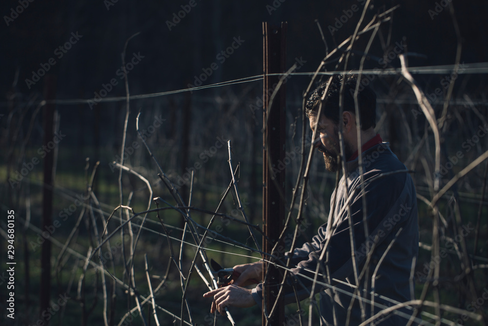 Man with pruner working on vineyard Man with pruner working on vineyard
