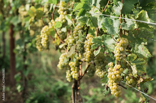 Green grapes growing on vine