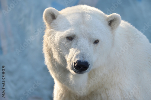 polar bear © elizalebedewa