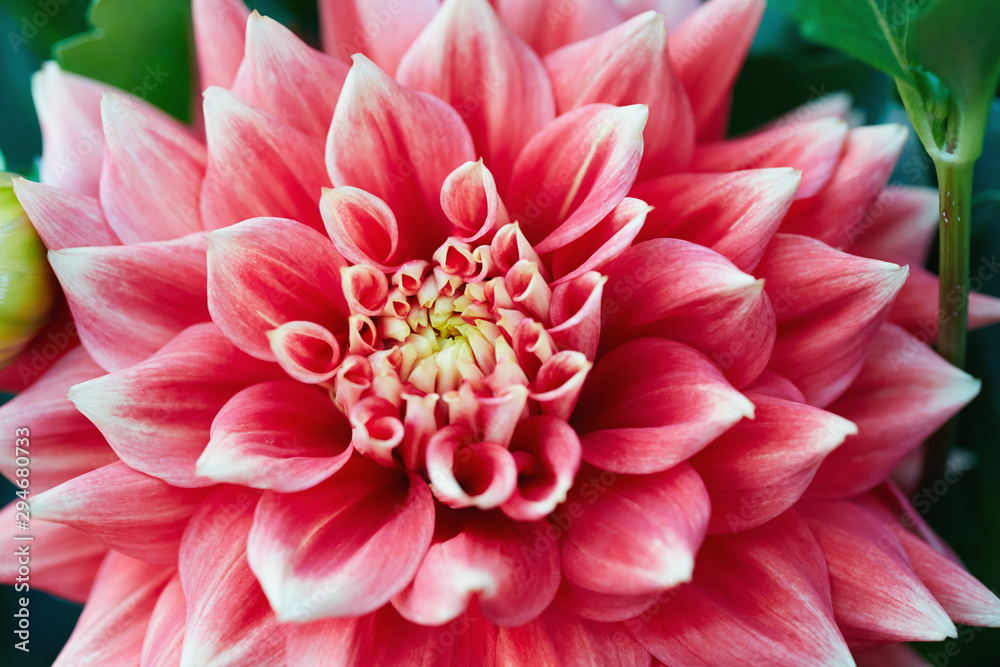 Close-up of Dahlia Flower Close-up of Dahlia Flower
