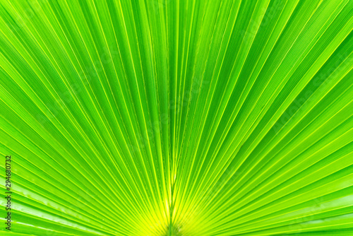 beautiful background texture of green palm leaf close up. pattern for Wallpaper design