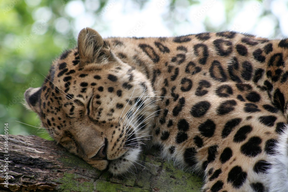 Sleeping Amur Leopard in Zoo Sleeping Amur Leopard in Zoo