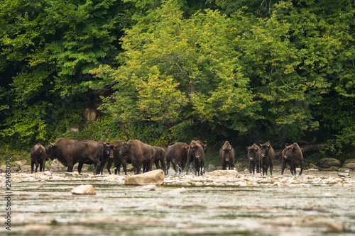 Fototapeta Naklejka Na Ścianę i Meble -  European bison (Bison bonasus) in the river. Bieszczady Mountains. Poland