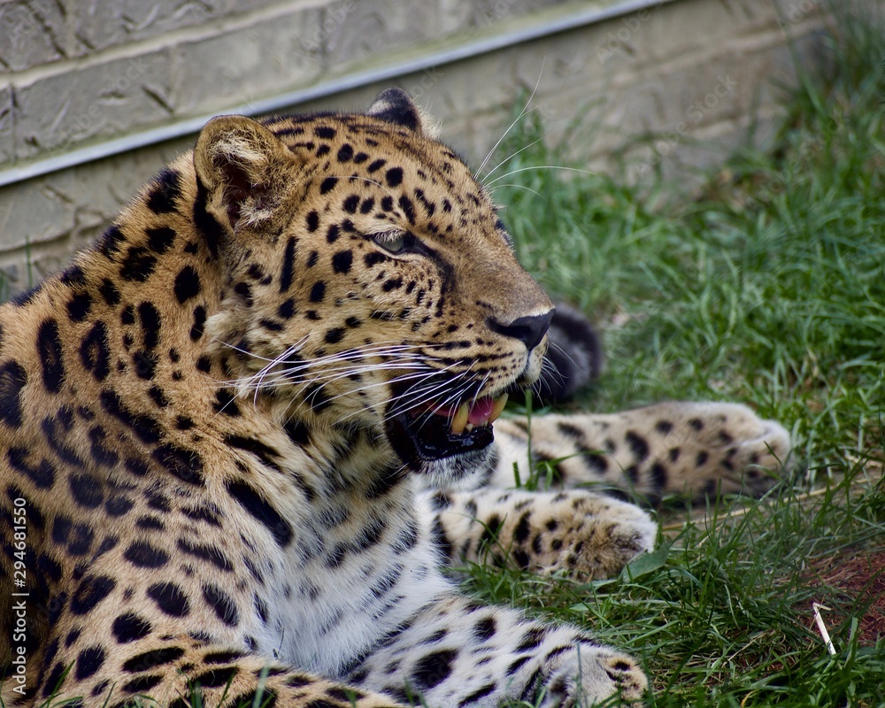 AMUR LEOPARD or PANTHERA PARDUS ORIENTALIS laying against a brick wall in the grass on a sunny day. Spotted cat resting and breathing heavily. Full body profile and portrait AMUR LEOPARD or PANTHERA PARDUS ORIENTALIS laying against a brick wall in the grass on a sunny day. Spotted cat resting and breathing heavily. Full body profile and portrait