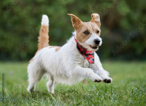 Small happy smiling pet dog puppy jumping in the grass
