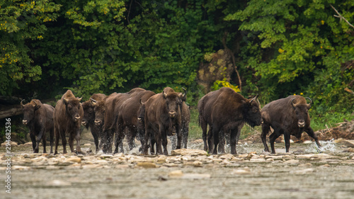 Fototapeta Naklejka Na Ścianę i Meble -  European bison (Bison bonasus) in the river. Bieszczady Mountains. Poland