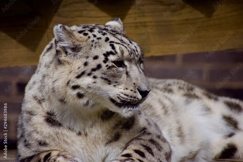 SNOW LEOPARD or PANTHERA UNCIA Isolated single animal profile and portrait. Spots visible. Face and body shots. Sleeping large cat SNOW LEOPARD or PANTHERA UNCIA Isolated single animal profile and portrait. Spots visible. Face and body shots. Sleeping large cat