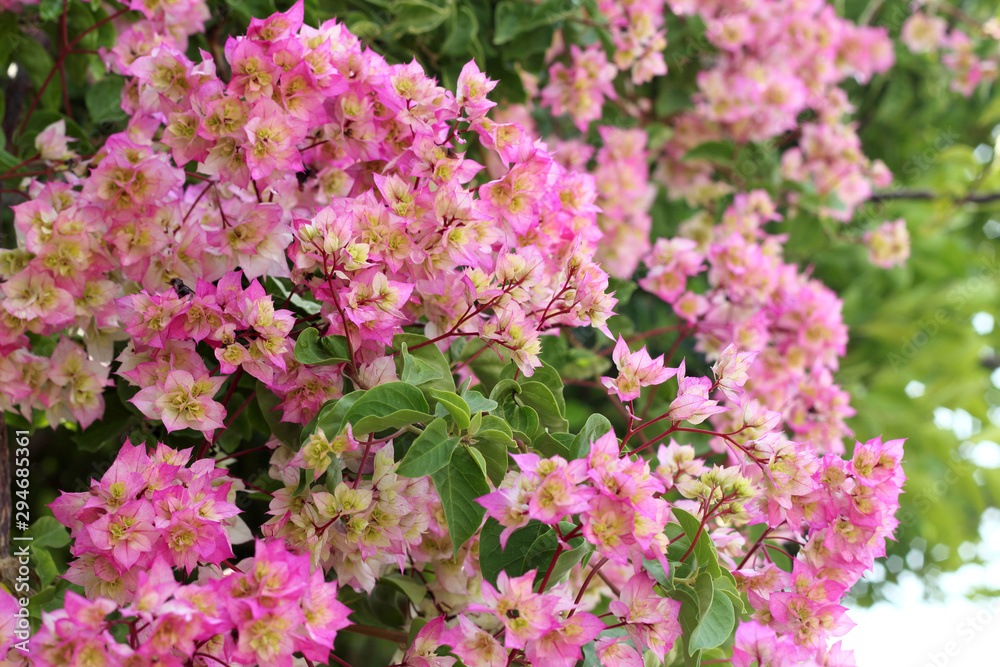 Bougainvillea with multicolored flowers, selective fokus. Bougainvillea with multicolored flowers, selective fokus.