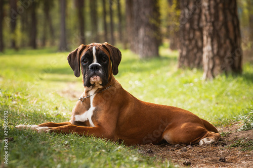 Vászonkép Puppy dog breed German boxer lies