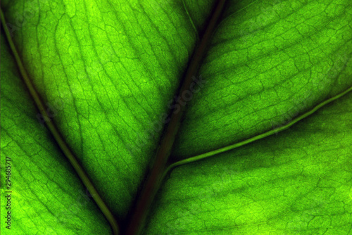 Foglia verde, green leaf