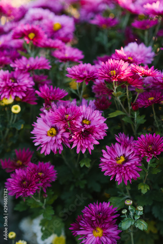 purple autumn chrysanthemums in the garden bloom  top view