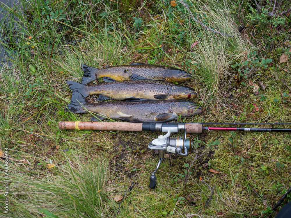 three big rainbow trout, fish displayed on grass with fly fishing