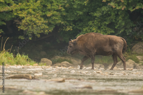 European bison (Bison bonasus) in the river. Bieszczady Mountains. Poland