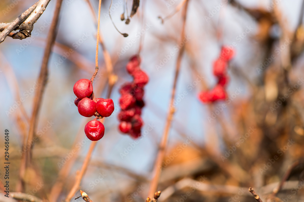 Clusters of red lemongrass berries on the background of blurred vines with flown leaves. Background Clusters of red lemongrass berries on the background of blurred vines with flown leaves. Background