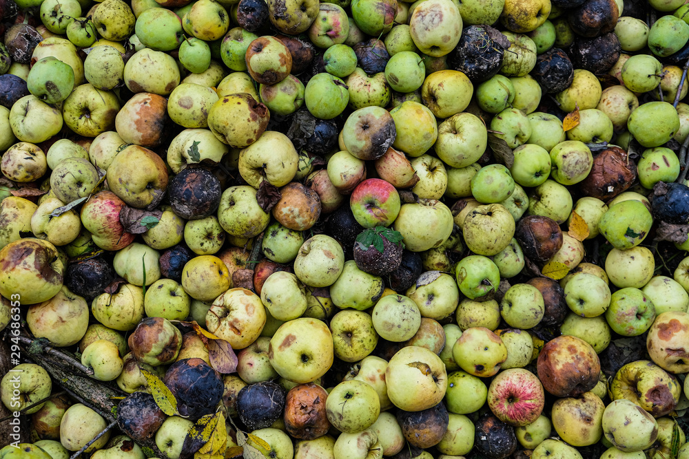 rotten and over-ripe apples are in the bunch rotten and over-ripe apples are in the bunch