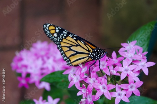 butterfly on purple flower © Ashley