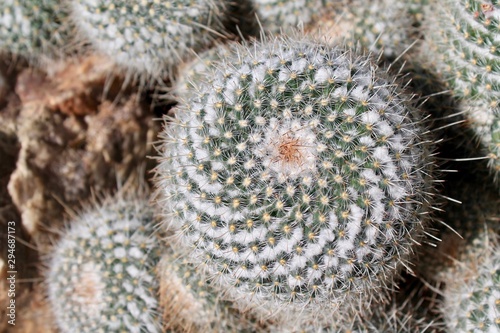 cactus in garden