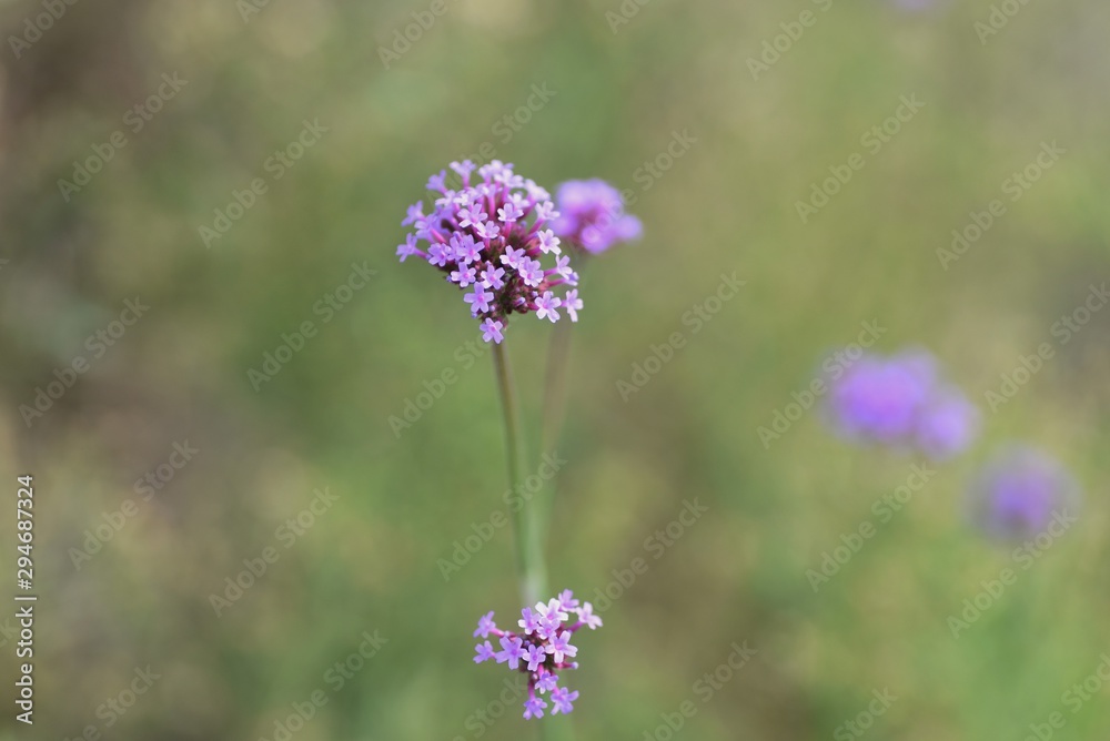Purpletop vervain grows on the roadside and densely sits purple tubular flowers on the top of the stem.