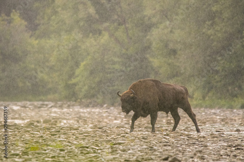 European bison (Bison bonasus) in the river. Bieszczady Mountains. Poland