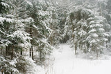 Snow-covered winter forest in December, January or February