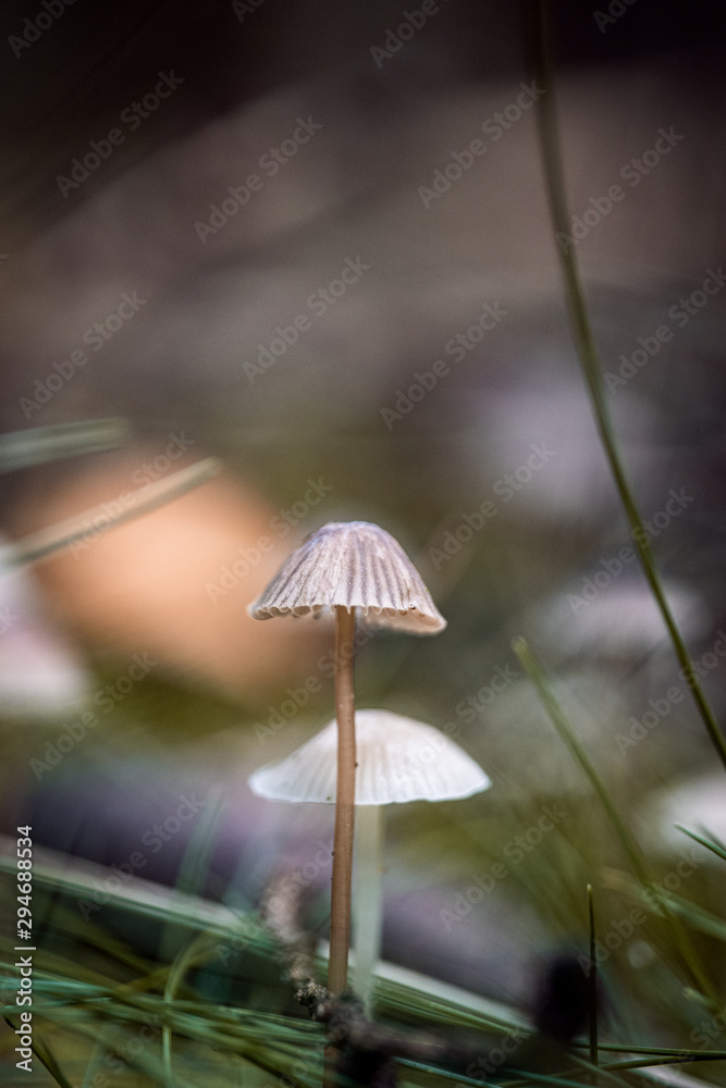 Fototapeta premium umbrella on grass