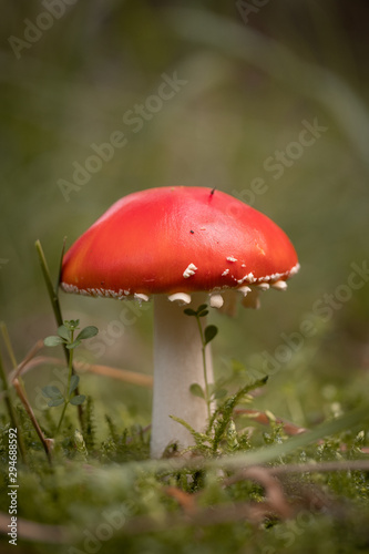 mushroom in the forest