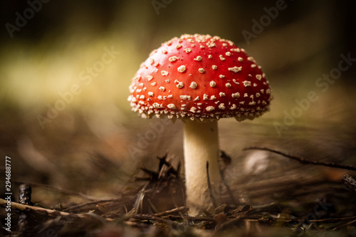 fly agaric mushroom in the ...