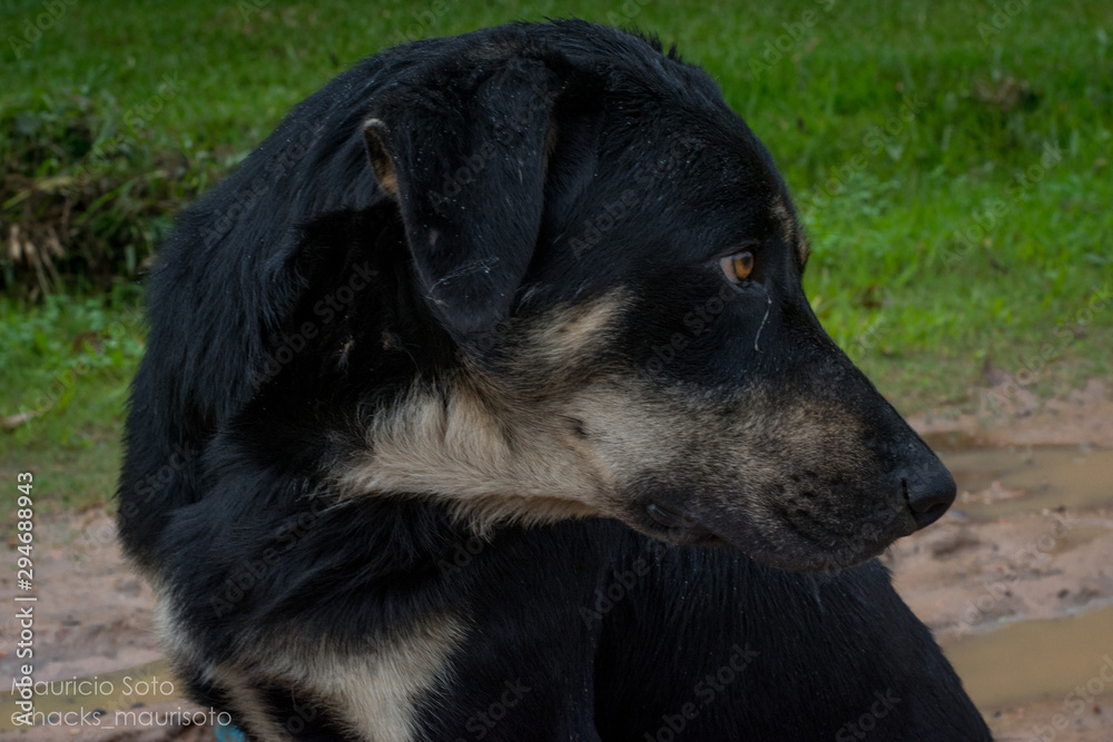 Portrait of a dog Portrait of a dog