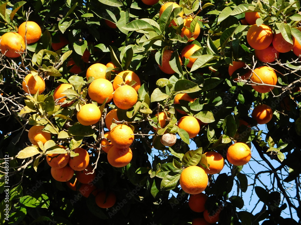 Bitter oranges or citrus aurantium on a tree