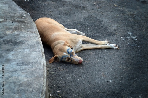 Perro de Bangkok que ha sufrido la travesura de algún niño. photo