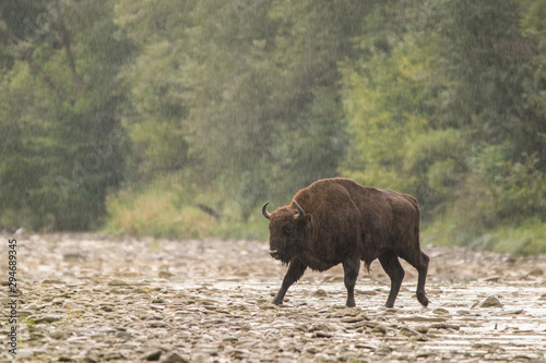 Fototapeta Naklejka Na Ścianę i Meble -  European bison (Bison bonasus) in the river. Bieszczady Mountains. Poland
