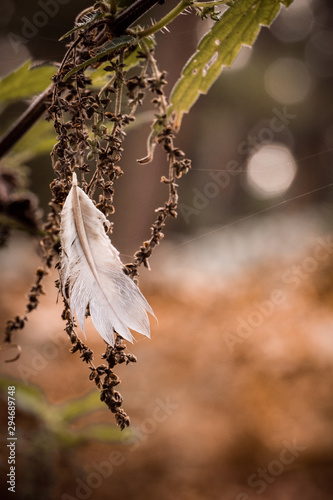 butterfly on flower