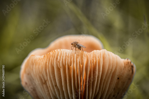 mushroom in forest