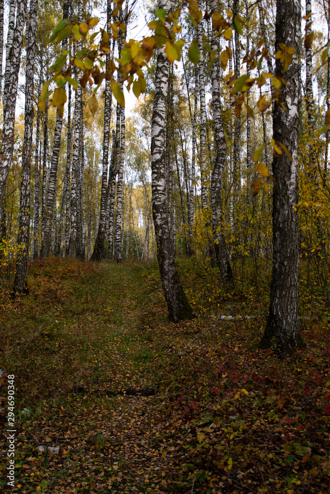Birch in the autumn forest in October