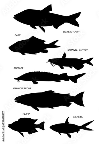 Farmed fish. Line black illustration collection.