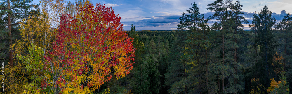 Latvian autumn nature. View from the top. Trees and horizon. Latvian autumn nature. View from the top. Trees and horizon.