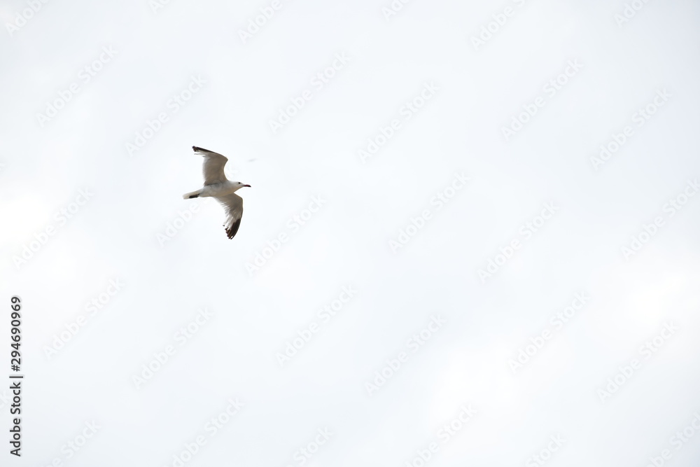 Gaviota volando Gaviota volando