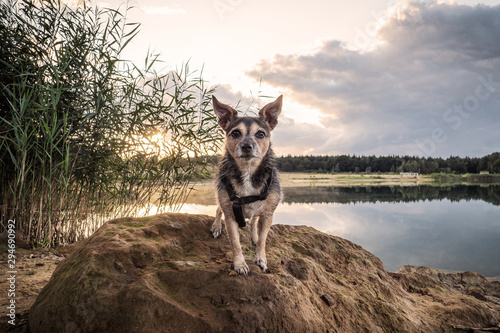dog on beach