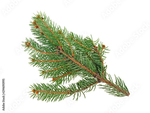 Pine tree branch isolated on white background