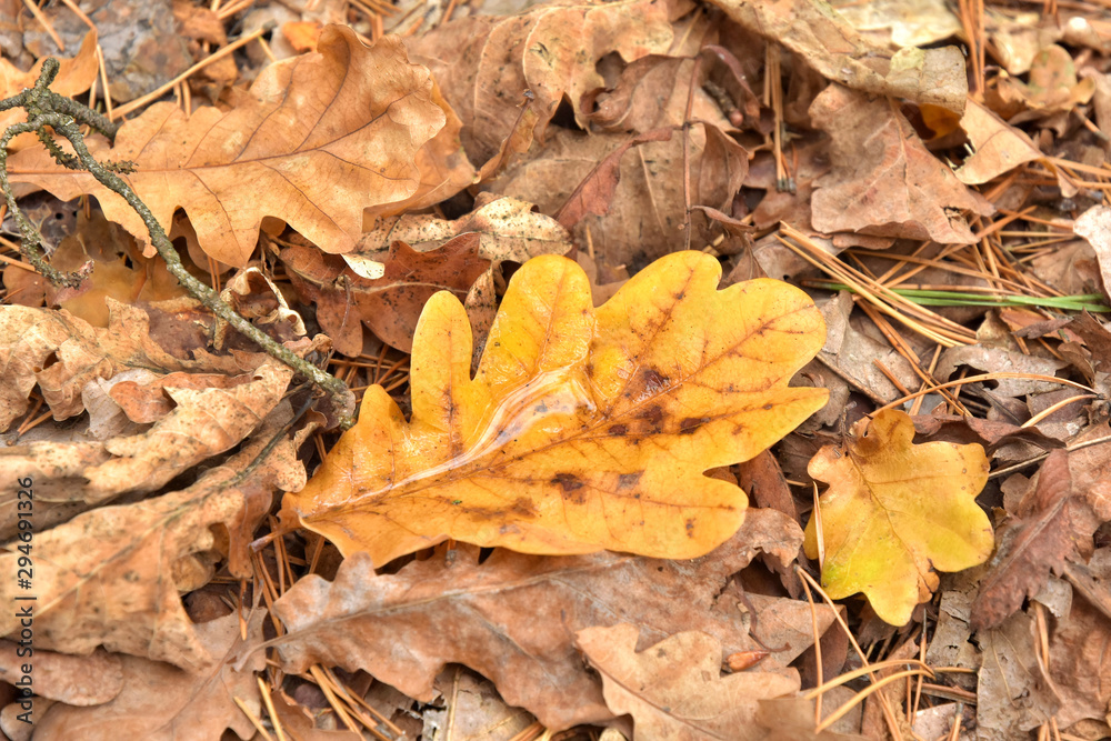 Fallen yellow oak leaf with raindrops. Fallen oak leaves with dew. Autumn oak leaves.water drops on fall oak leaves closeup. Dry Autumn Leaf Covered by Water Drops of Rain on the ground. Autumn leaves Fallen yellow oak leaf with raindrops. Fallen oak leaves with dew. Autumn oak leaves.water drops on fall oak leaves closeup. Dry Autumn Leaf Covered by Water Drops of Rain on the ground. Autumn leaves