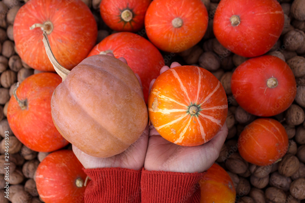 A young woman in a orange sweater holds a pumpkin in her hand against the background of other pumpkins. Autumn concept, background, vegetables. View from above