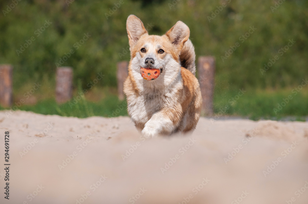 cute red dog welsh corgi pembroke is running and playing with ball